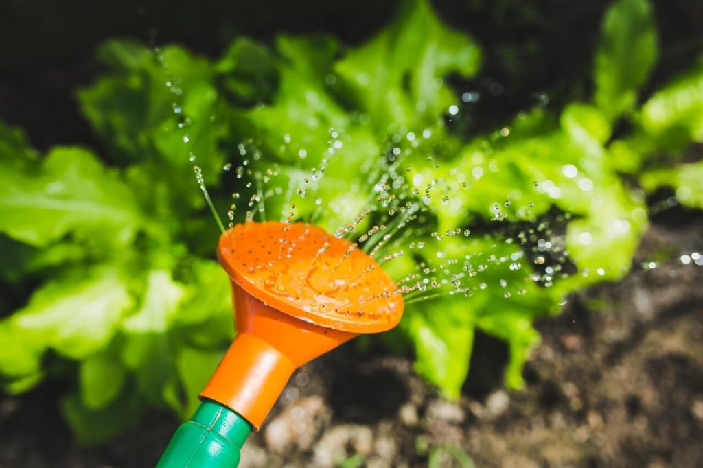 watering-plants-with-a-watering-can Watering Plants With A Watering Can 1024x682 1